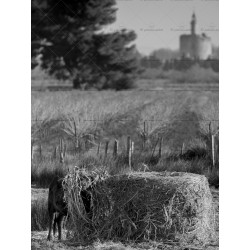 Repas en camargue