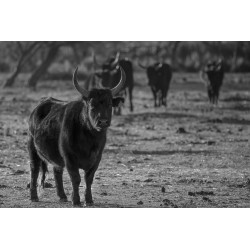 Taureaux camarguais en pays