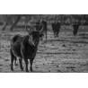 Taureaux camarguais en pays