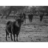 Taureaux camarguais en pays