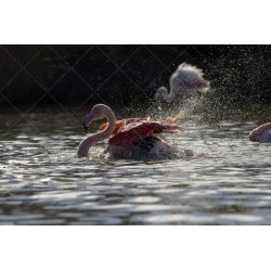 Le flamant Rose n°1
