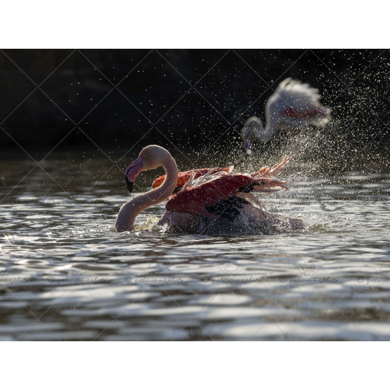 Le flamant Rose n°1 Le flamant Rose n°1