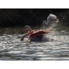 Le flamant Rose n°1