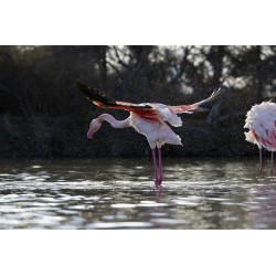 envol d'un flamant Rose