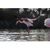 envol d'un flamant Rose