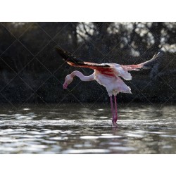 envol d'un flamant Rose