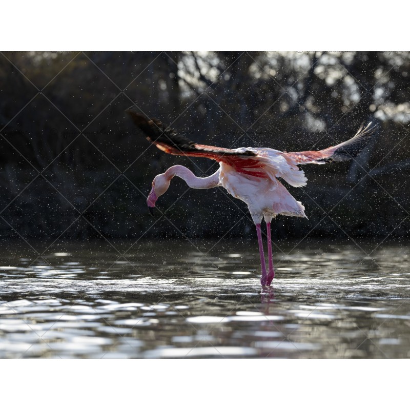 envol d'un flamant Rose