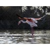 envol d'un flamant Rose