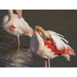 Les flamants roses
