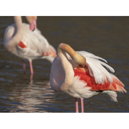 Les flamants roses