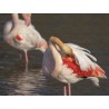 Les flamants roses