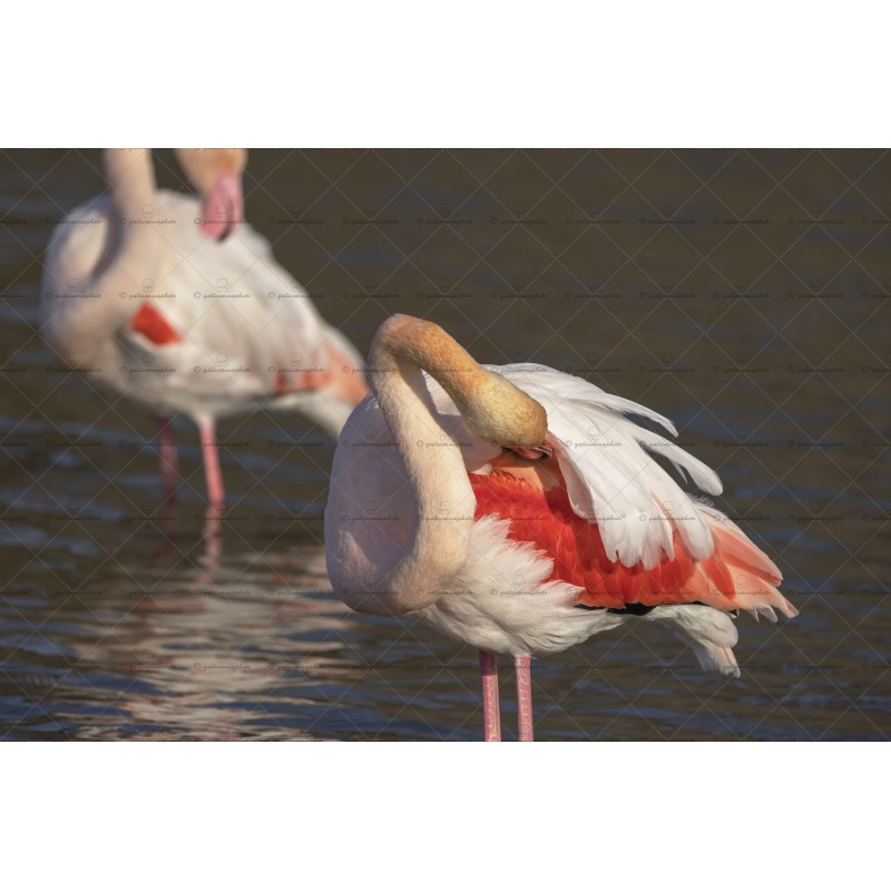 Les flamants roses