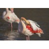 Les flamants roses