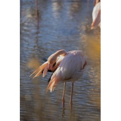 Le flamant rose