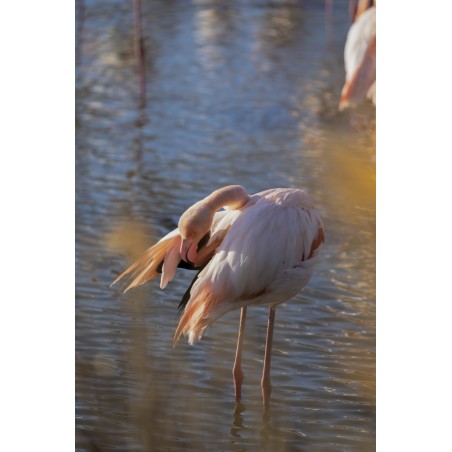 Le flamant rose