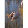 Le flamant rose