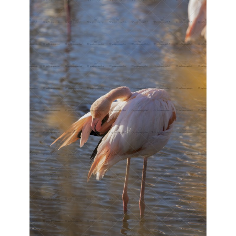 Le flamant rose Le flamant rose