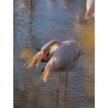 Le flamant rose