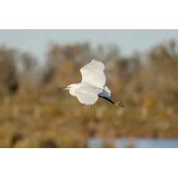 L'aigrette en plein vol