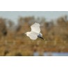 L'aigrette en plein vol