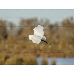L'aigrette en plein vol