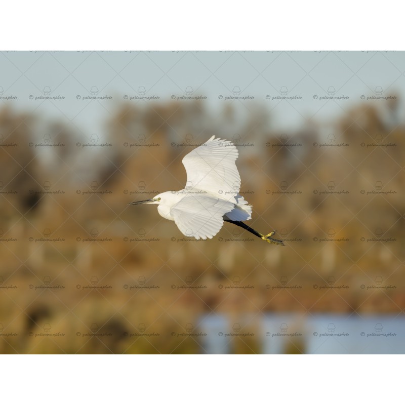 L'aigrette en plein vol L'aigrette en plein vol