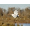 L'aigrette en plein vol