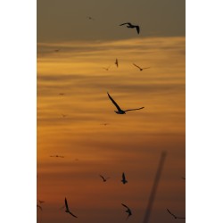 Goéland en plein vol