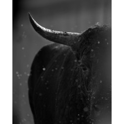 Portrait Taureau Camarguais n°1
