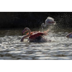 Le flamant Rose n°1