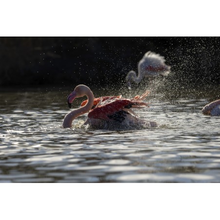 Le flamant Rose n°1