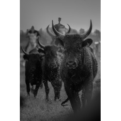 Taureaux Camarguais au galop