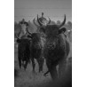 Taureaux Camarguais au galop