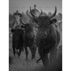 Taureaux Camarguais au galop