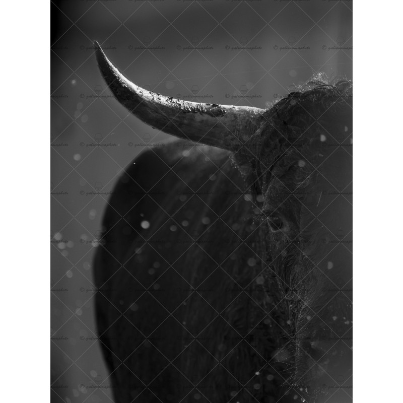 Portrait Taureau Camarguais n°1 Portrait Taureau Camarguais n°1