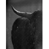 Portrait Taureau Camarguais n°1