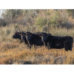 Jeunes Vaches en pays camarguais