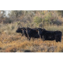 Jeunes Vaches en pays camarguais