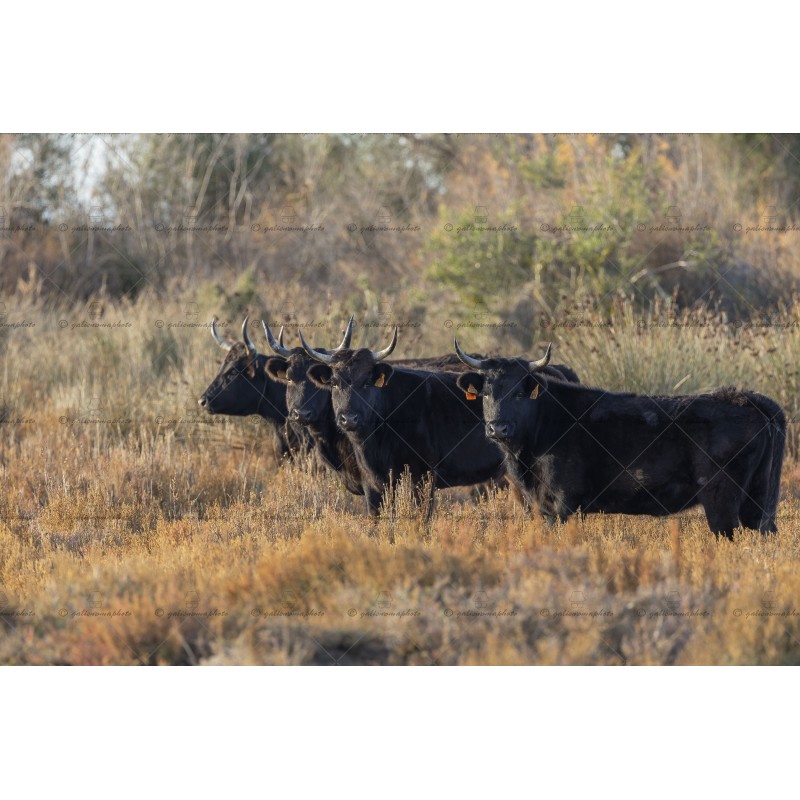 Jeunes Vaches en pays camarguais