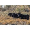 Jeunes Vaches en pays camarguais