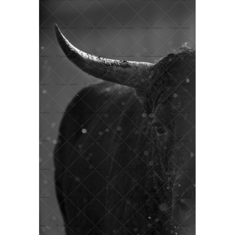 Portrait Taureau Camarguais n°1