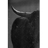 Portrait Taureau Camarguais n°1