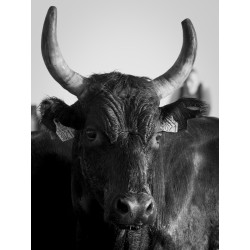 Portrait Taureau Camarguais n°2