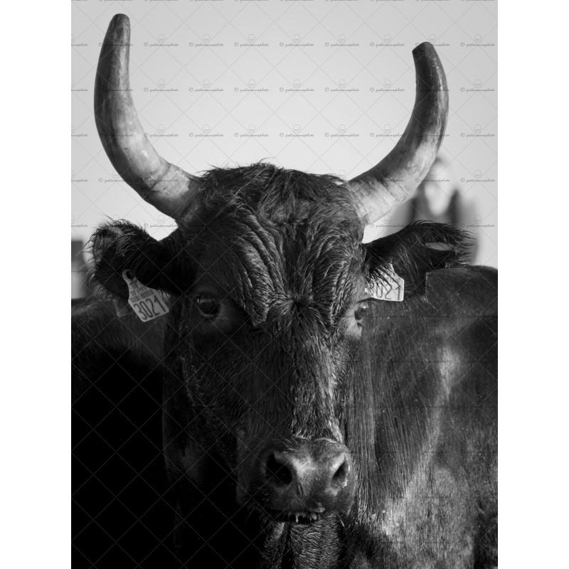 Portrait Taureau Camarguais n°2 Portrait Taureau Camarguais n°2