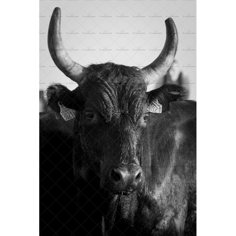 Portrait Taureau Camarguais n°2