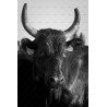 Portrait Taureau Camarguais n°2