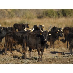 Vache Camarguaise en pays