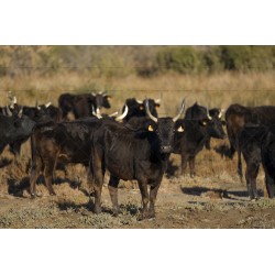 Vache Camarguaise en pays