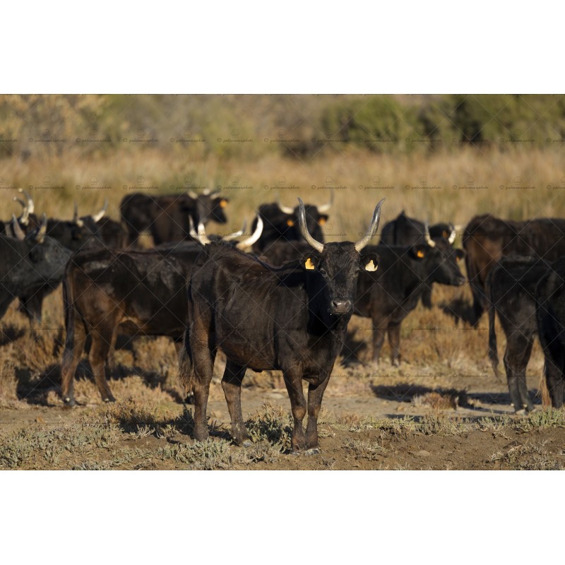 Vache Camarguaise en pays Vache Camarguaise en pays