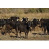 Vache Camarguaise en pays